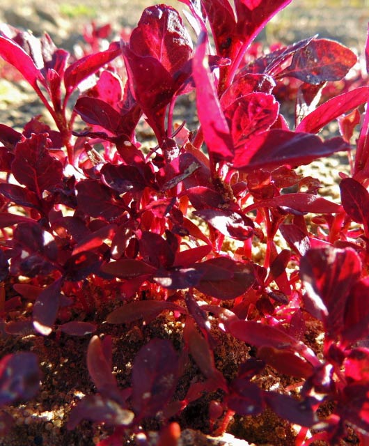 Amaranth Red Garnet Seed