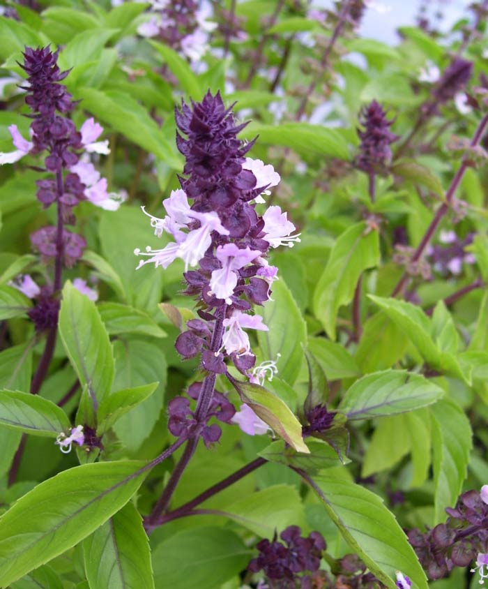 cinnamon smelling plant Basil Cinnamon Herb Seed