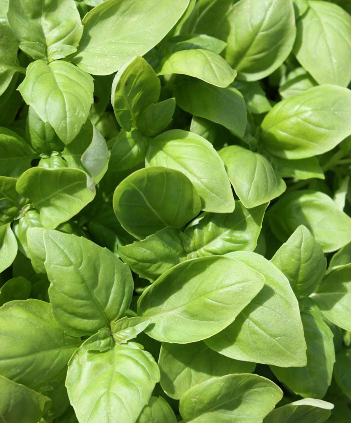 Basil Lemon Herb Seed