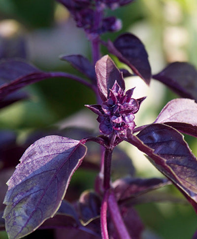 lavender basil plant Basil Purple Herb Seed
