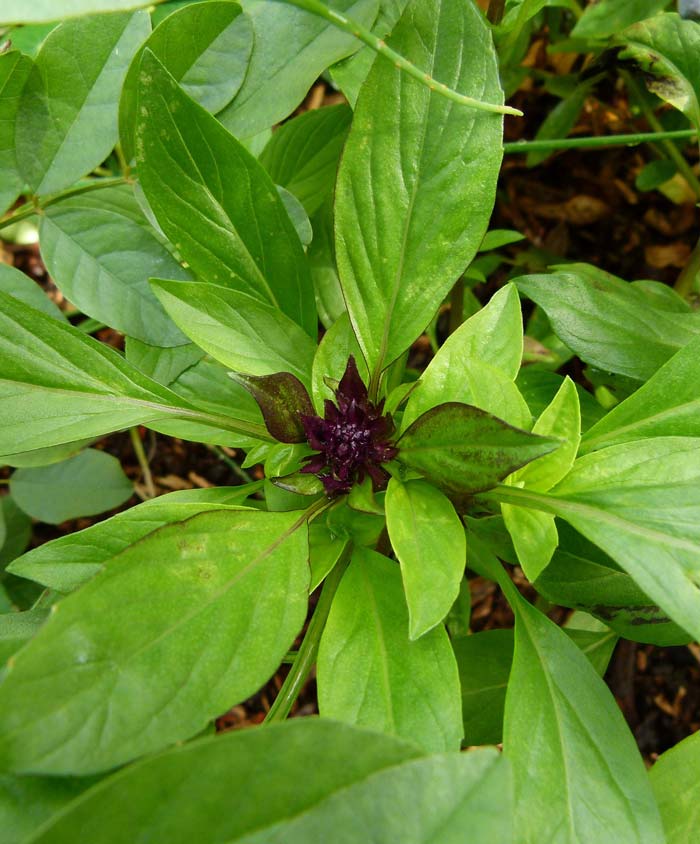 thai basil seeds from plant Basil Thai Herb Seed – Anderson's Seed & Garden
