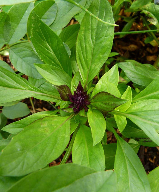 Basil Thai Herb Seed