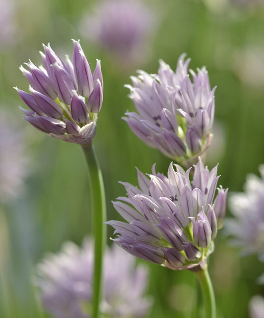 Chive Garlic Herb Seed