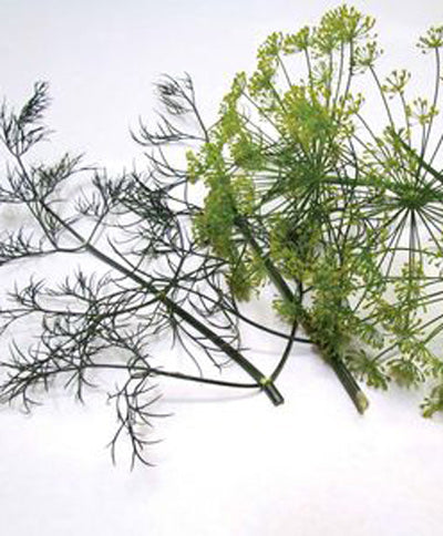 Dill Long Island Herb Seed