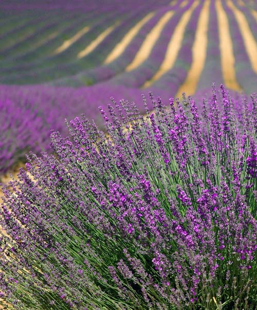 Lavender True Seed