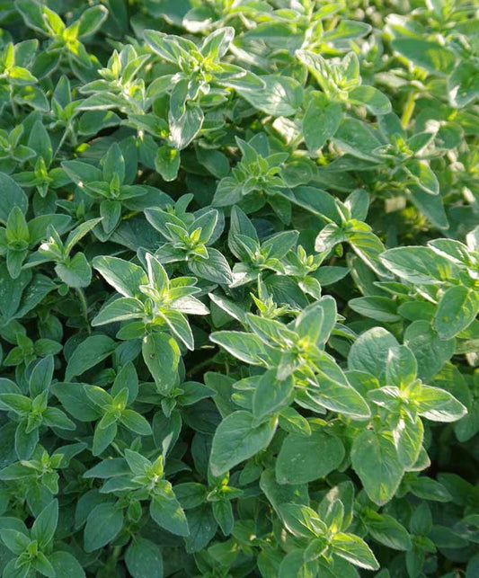 Marjoram Herb Seed