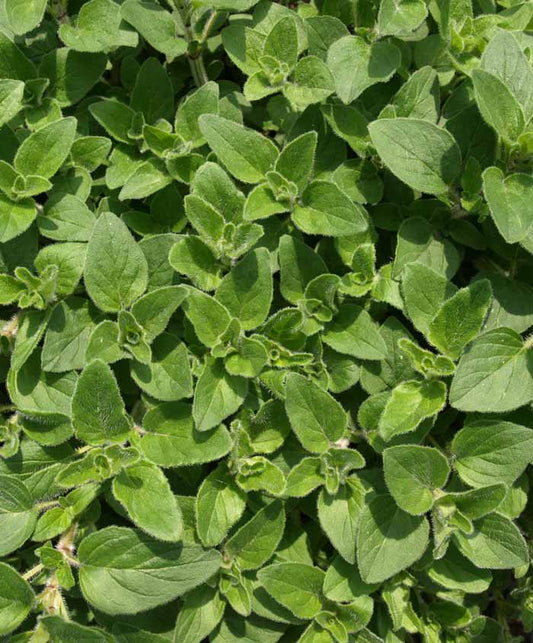 Oregano Herb Seed