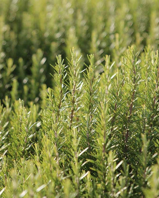 Rosemary Herb Seed