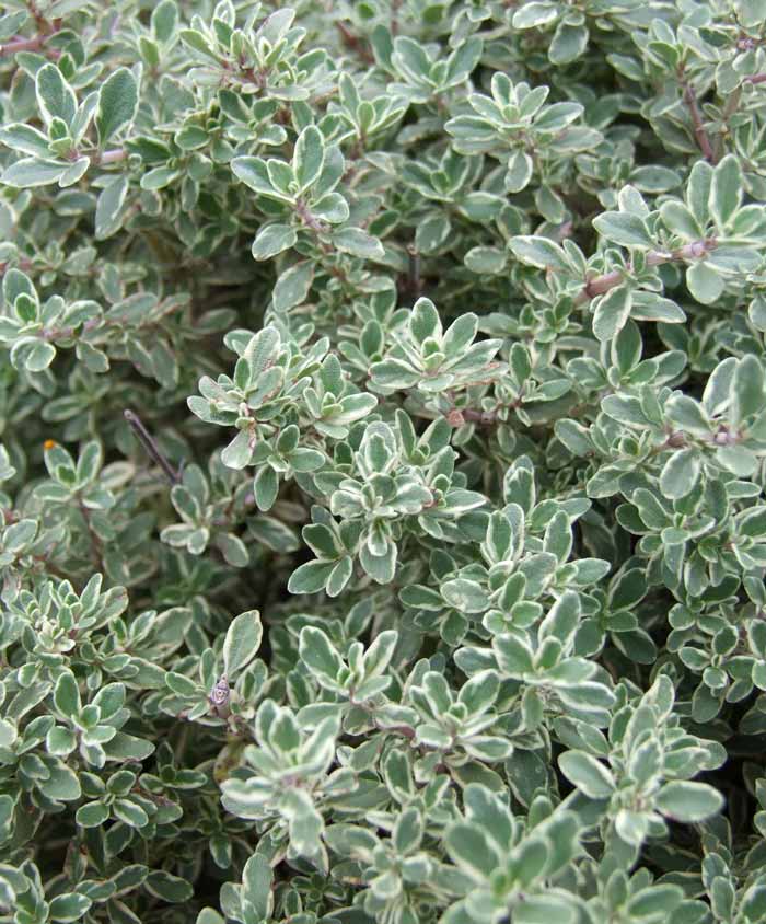 Thyme Herb Seed