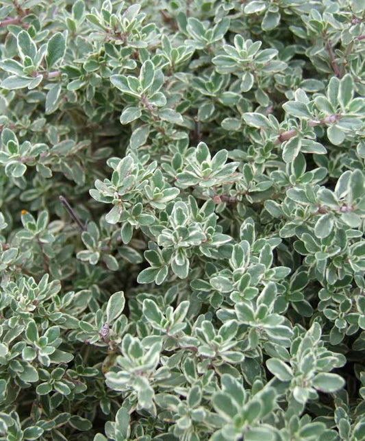 Thyme Herb Seed
