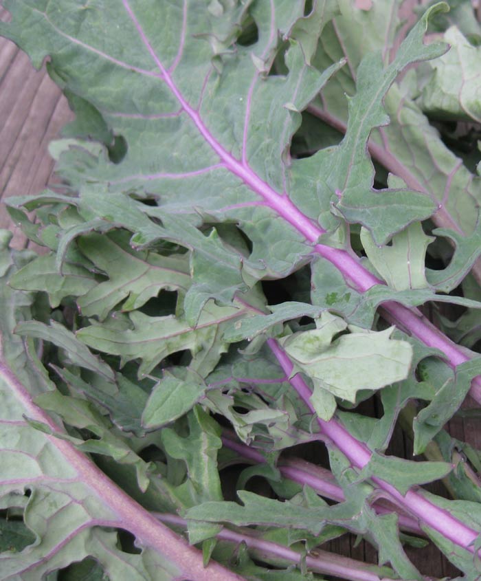 Kale Red Russian Seed