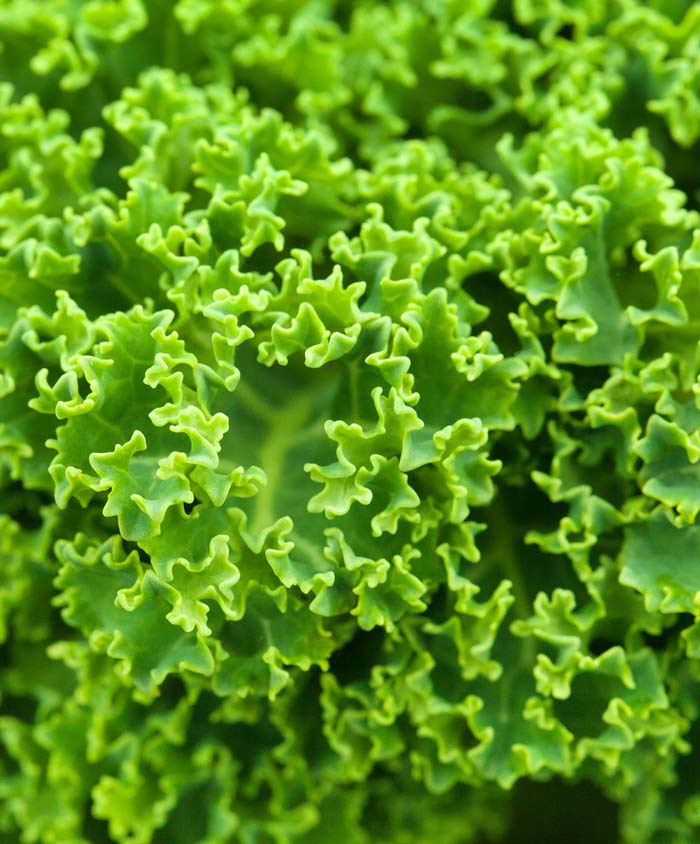 Kale Siberian Sprouting Seed