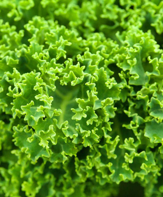 Kale Siberian Sprouting Seed