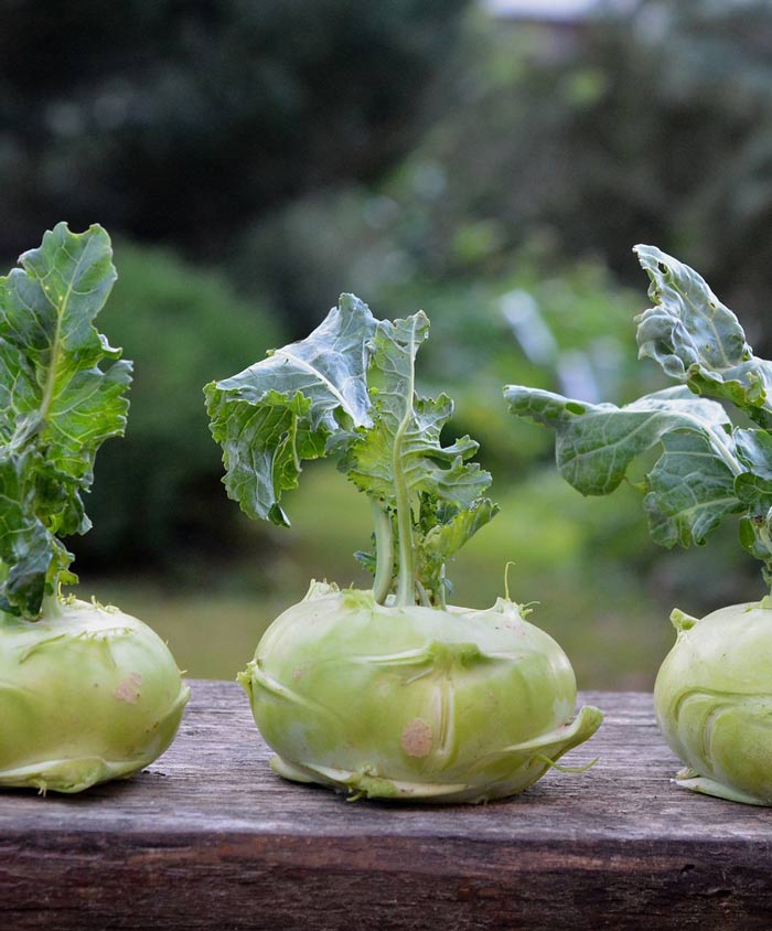 Kohlrabi Vienna White Seed