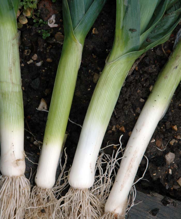 Leek American Flag Seed