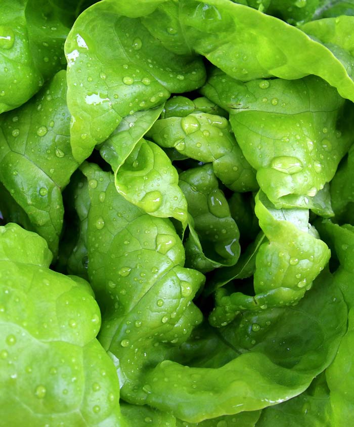 Lettuce Leaf Buttercrunch Seed