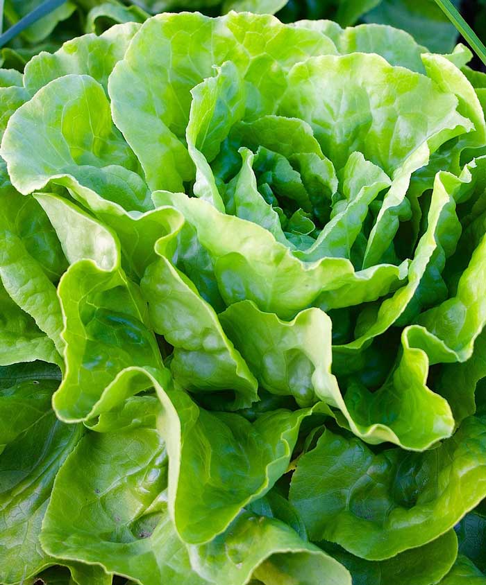 Lettuce Leaf Butterking (Formally Esmerelda) Seed