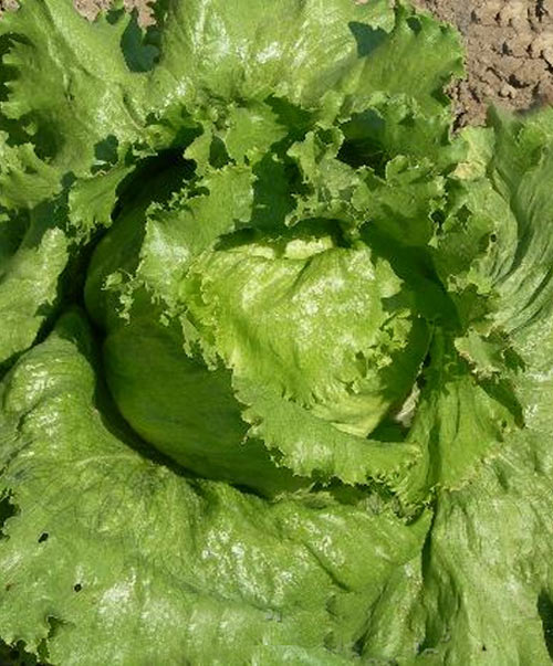 Lettuce Head Great Lakes Seed