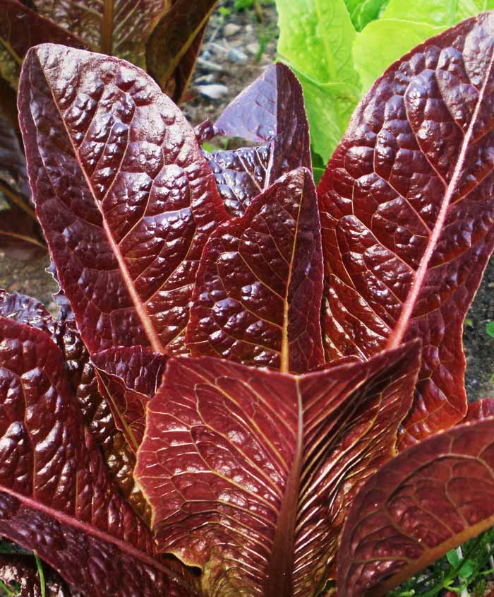 Lettuce Romaine Red Seed