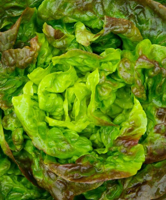 Lettuce Leaf Red Sails Seed