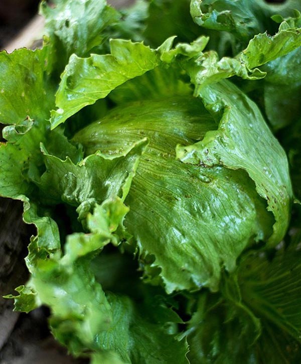 Lettuce Head Summertime Seed