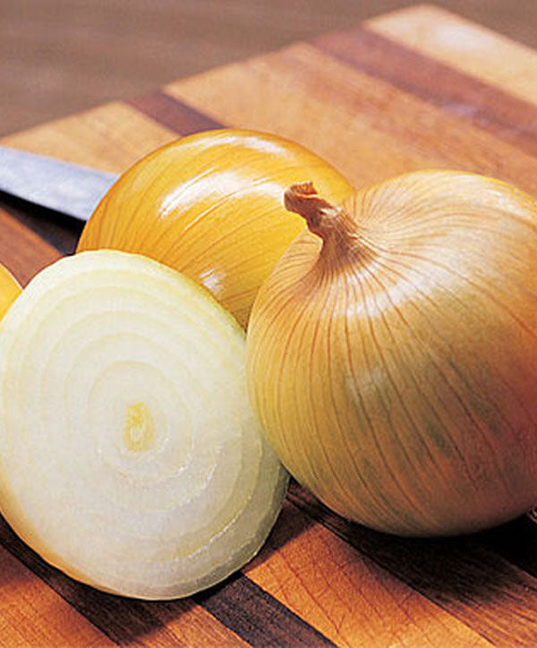 Onion Candy Seed