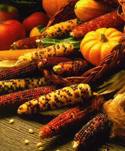 Corn Carousel Ornamental Indian Seed