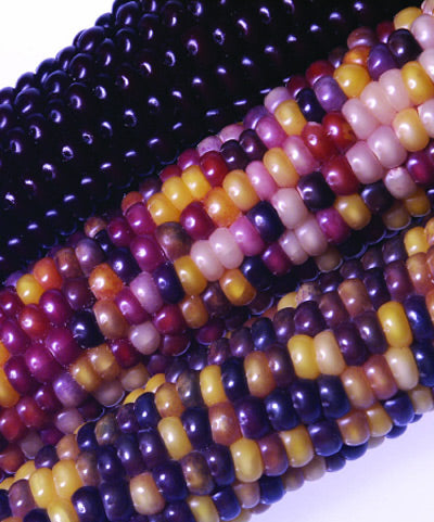 Corn Fiesta Mini Ornamental Indian Seed