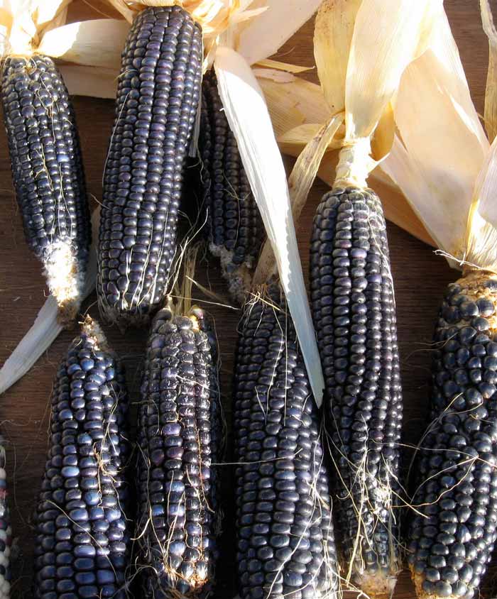 Corn Rio Grande Blue Ornamental Indian Seed