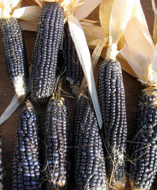 Corn Rio Grande Blue Ornamental Indian Seed