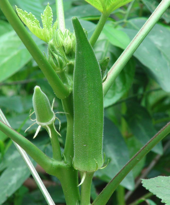Okra Clemson Spineless Seed