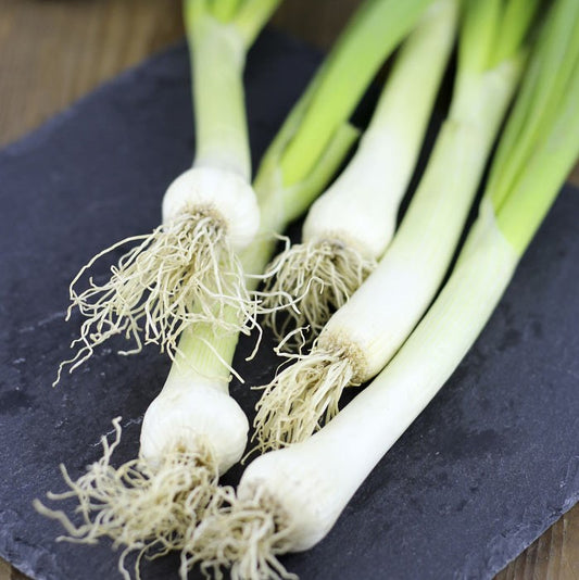 Onion Long White Bunching Seed