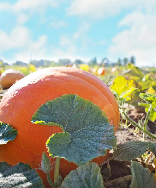 Pumpkin Atlantic Giant Seed