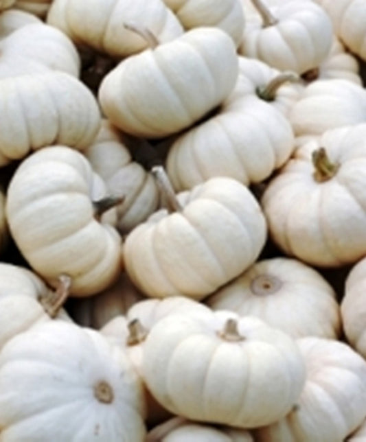 Pumpkin Gooligan (Formally Baby Boo) Seed