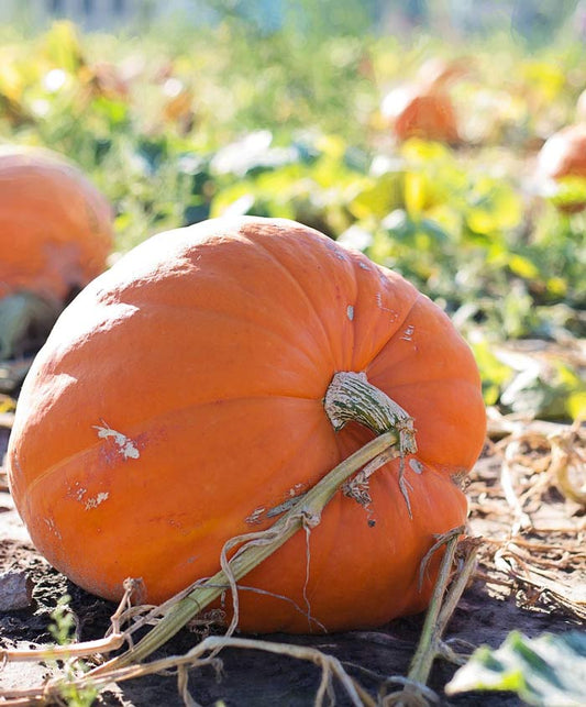 Pumpkin Big Max Seed