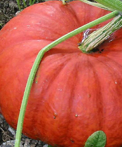 Pumpkin Cinderella Seed