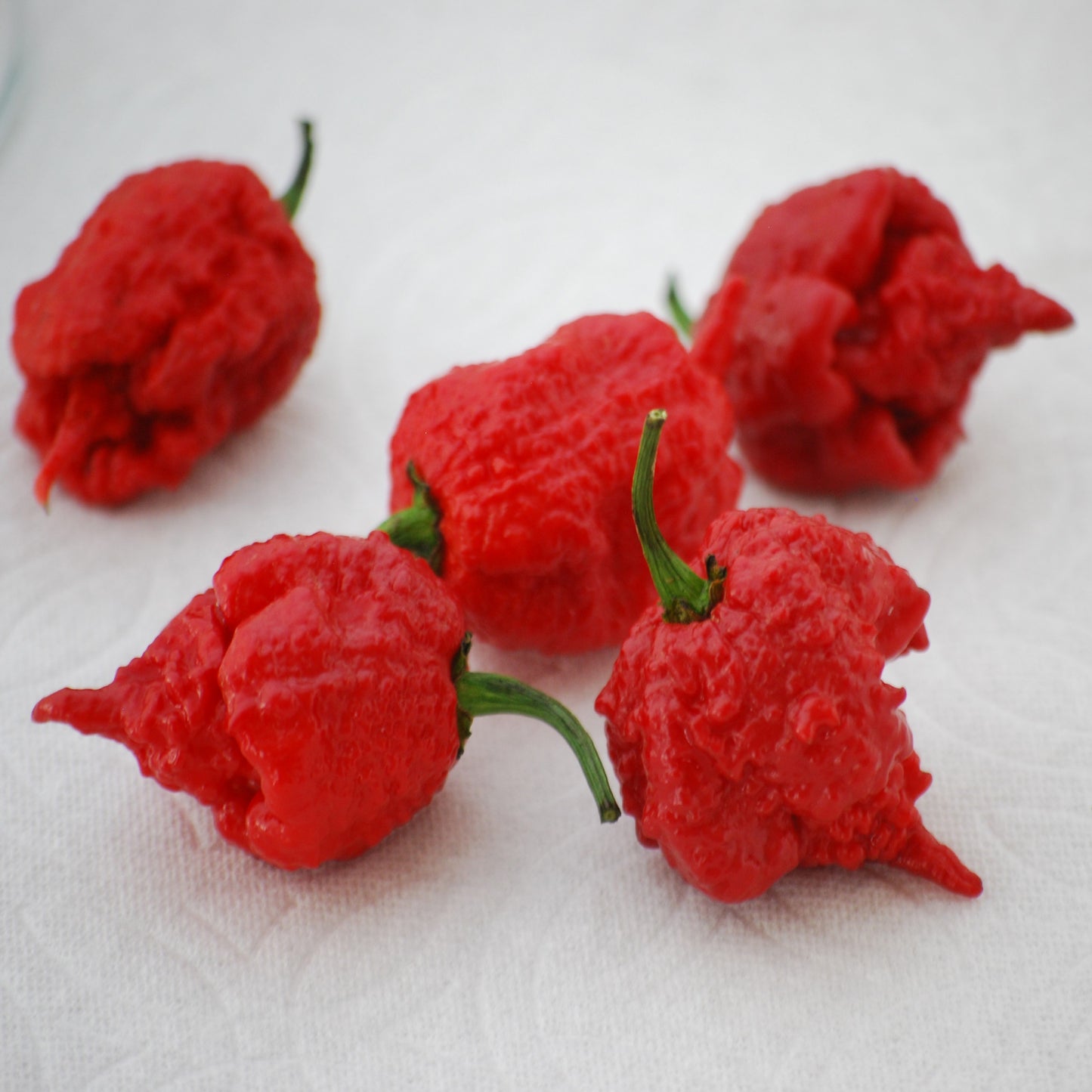 Pepper Hot Carolina Reaper Seed