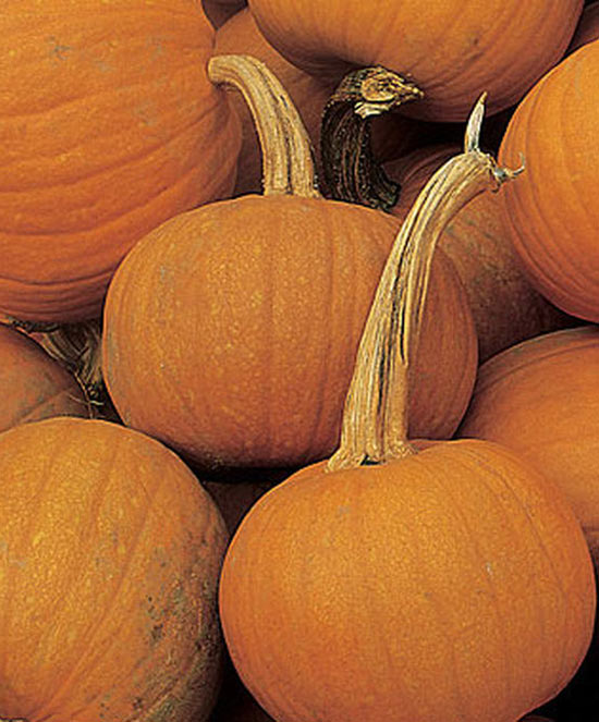 Pumpkin Early Sugar Pie Seed