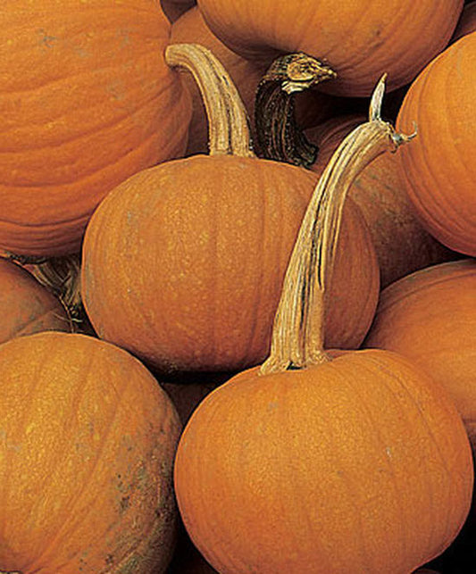 Pumpkin Early Sugar Pie Seed