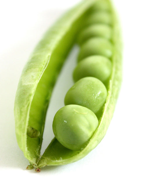 Pea Green Arrow Seed