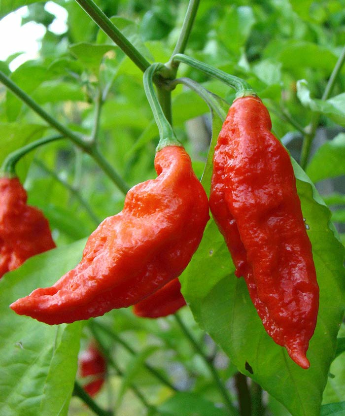 Pepper Hot Ghost Pepper Seed