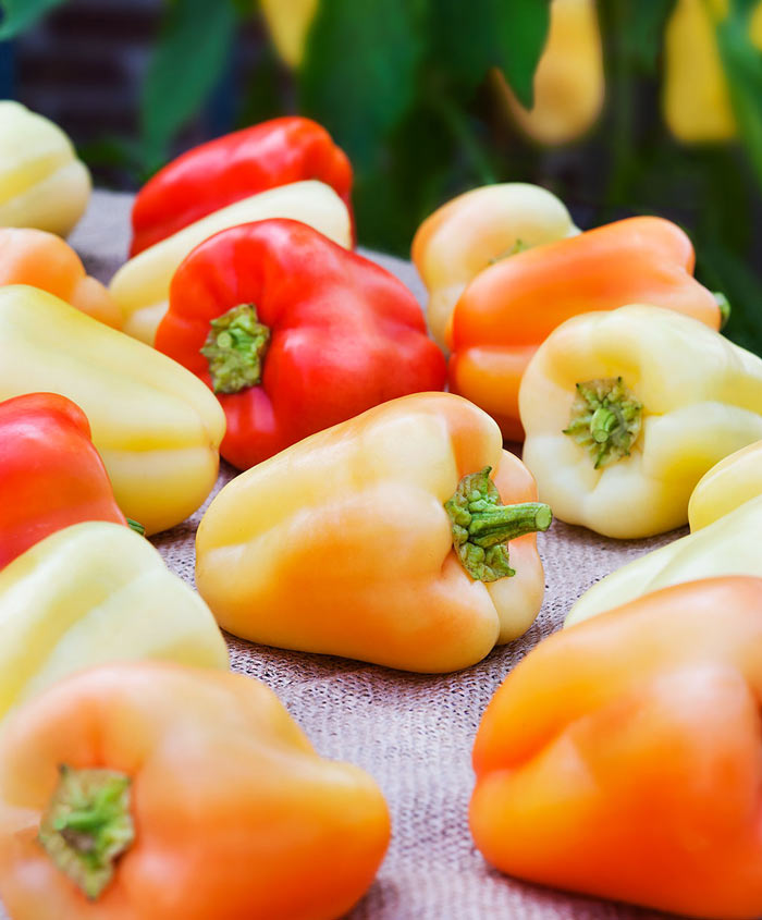 gypsy plant seeds Pepper Sweet Gypsy Seed