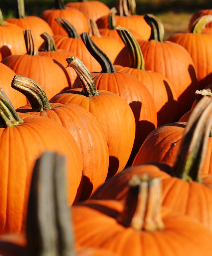 Pumpkin Howden Seed