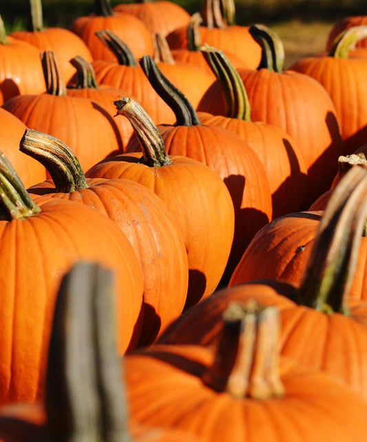 Pumpkin Howden Seed