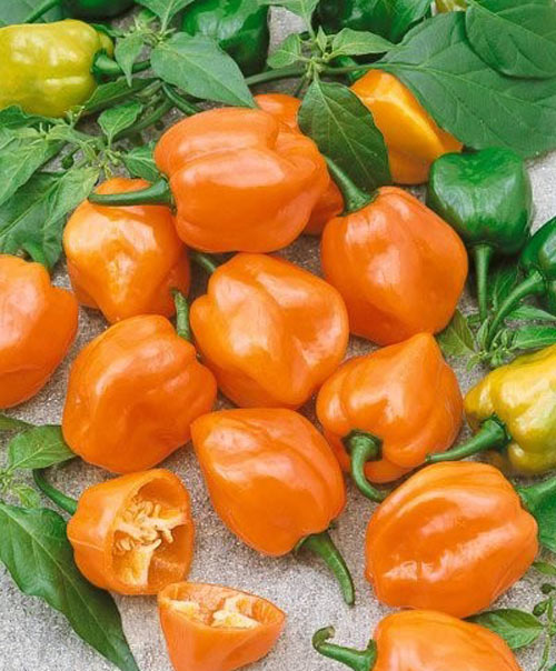 Pepper Hot Orange Habanero Seed