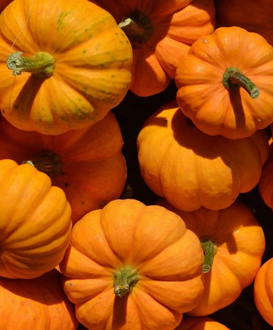 Pumpkin Jack Be Little Seed