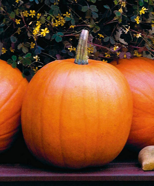 Pumpkin Jack O'Lantern Seed