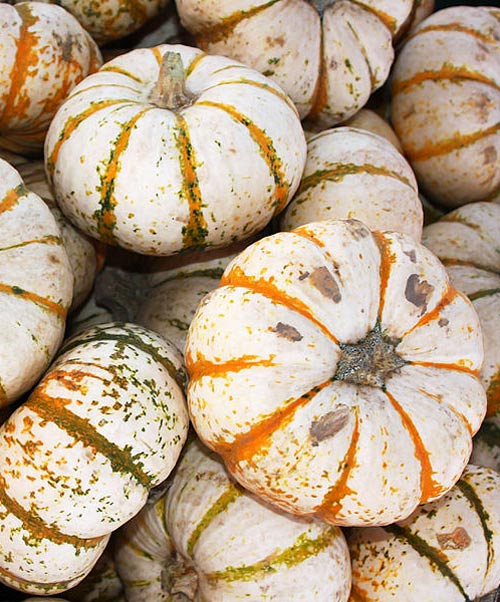 Pumpkin Hooligan (Formally Lil' Pump-ke-mon) Seed