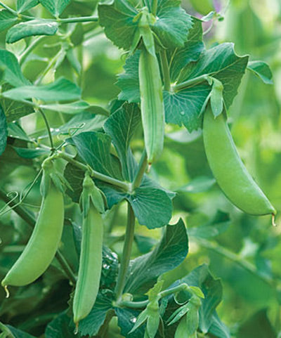 Pea Maestro Seed