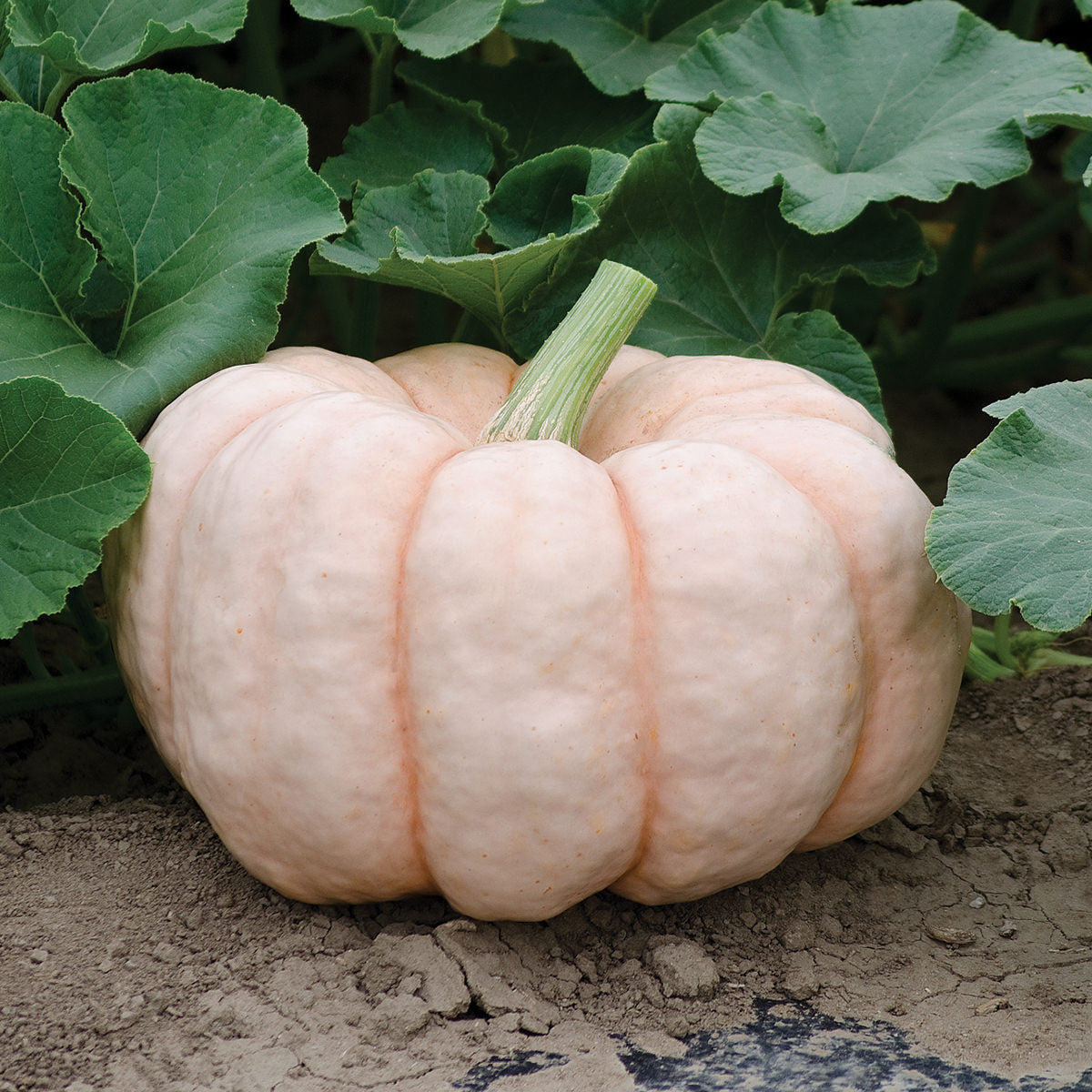 Pumpkin Porcelain Doll Seed